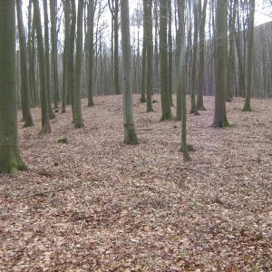 Ždánický les 2018. 119 - Lovčice 1 (okr. Hodonín) - trať Červená - hradiště - dosud blíže nedatováno. Celkový pohled na lokalitu od JV.